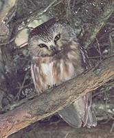 Northern Saw-whet Owl (Aegolius acadicus) photo