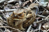 Large-tailed Nightjar - Caprimulgus macrurus