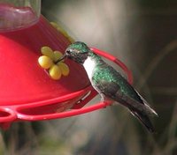 Black-chinned Hummingbird - Archilochus alexandri