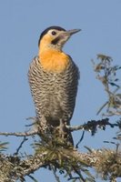 Campo Flicker - Colaptes campestris