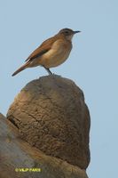 Rufous Hornero - Furnarius rufus