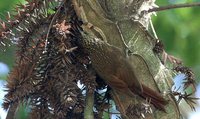 Lesser Woodcreeper - Xiphorhynchus fuscus