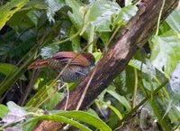 Lined Antshrike - Thamnophilus tenuepunctatus