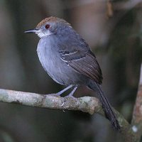 Slender Antbird - Rhopornis ardesiaca