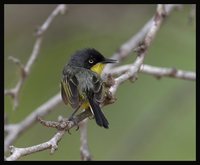 Common Tody-Flycatcher - Todirostrum cinereum