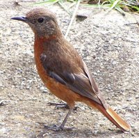 Cape Rock-Thrush - Monticola rupestris