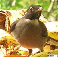 White-throated Thrush - Turdus assimilis