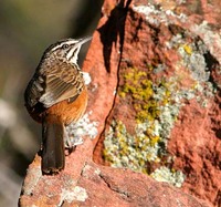 Damara Rock-jumper - Chaetops pycnopygius