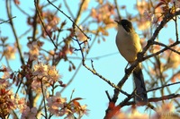 Gray Sibia - Heterophasia gracilis