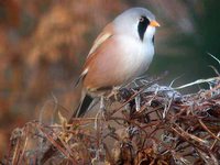 Bearded Reedling - Panurus biarmicus