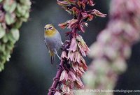 Cape White-eye - Zosterops pallidus