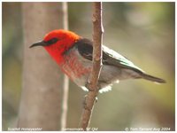 Scarlet Myzomela - Myzomela sanguinolenta