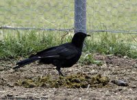 White-winged Chough - Corcorax melanorhamphos