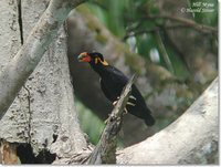 Common Hill Myna - Gracula religiosa