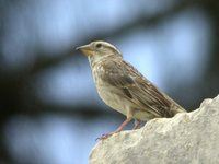 Rock Petronia - Petronia petronia