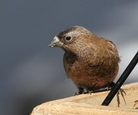 Brown-capped Rosy-Finch - Leucosticte australis