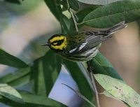 Townsend's Warbler - Dendroica townsendi