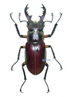 사슴벌레 - Lucanus maculifemoratus dybowskyi