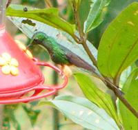 Booted Racket-tail