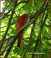 042407 summer tanager male2.jpg