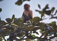 White-faced Capuchin Monkey   