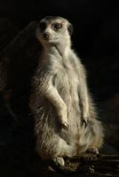 Meerkat