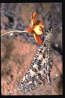 Madagascar Ant Lion stock photo