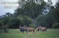 Common Eland , Tragelaphus oryx , Hwange National Park , Zimbabwe stock photo