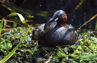 A little grebe.