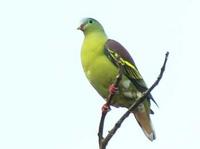 Pompadour Pigeon