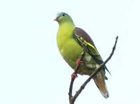 Pompadour Pigeon