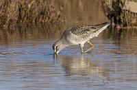 langnebbekkasinsnipe / long-billed dowicher (Limnodromus scolopaceus)