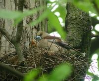 Hawfinch (Coccothraustes coccothraustes)