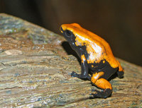 : Adelphobates galactonotus; Splashback Poison Dart Frog