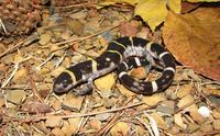 : Ambystoma annulatum; Ringed Salamander