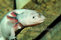 : Ambystoma mexicanum; Mexican Axolotl