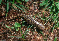 : Ambystoma tigrinum tigrinum; Eastern Tiger Salamander