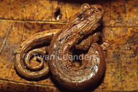 : Bolitoglossa colonnea