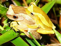 : Dendropsophus elegans; Elegant Forest Treefrog