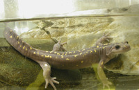 : Paradactylodon persicus