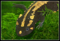 : Paramesotriton laoensis