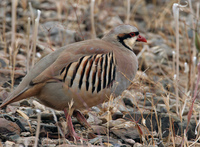 : Alectoris chukar; Chuckar