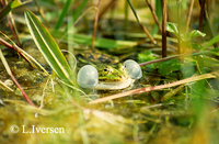 : Rana esculenta; Edible Frog