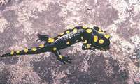 : Salamandra salamandra infraimmaculata; Fire Salamander From Israel