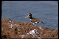 : Haematopus palliatus; American Oystercatcher