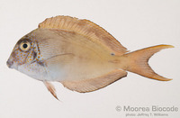 : Acanthurus nigrofuscus