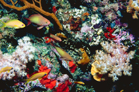 : Anthias squamipinnis; Butterfly Perch;