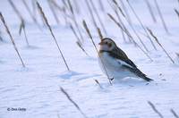 : Plectrophenax nivalis; Snow Bunting