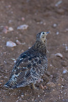 : Pterocles gutturalis saturatior; Yellow Throated Sandgrouse