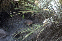 : Rallus longirostris; Clapper Rail